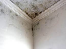 Best Forensic Mold Investigation  in Sconsin Rapids, WI